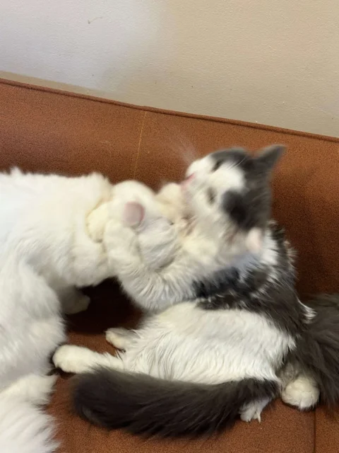 一起去猫狗咖🐱